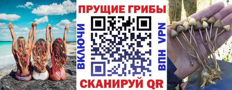 Купить  Петровск  Псилоцибиновые грибы Cubensis 